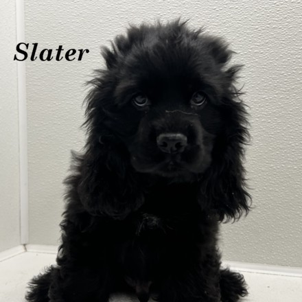 puppy, for, sale, Cocker Spaniel, Joe & Cherri  Overlease, dog, breeder, Miller, MO, dog-breeder, puppy-for-sale, forsale, nearby, find, puppyfind, locator, puppylocator, aca
